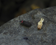 Pyractonema