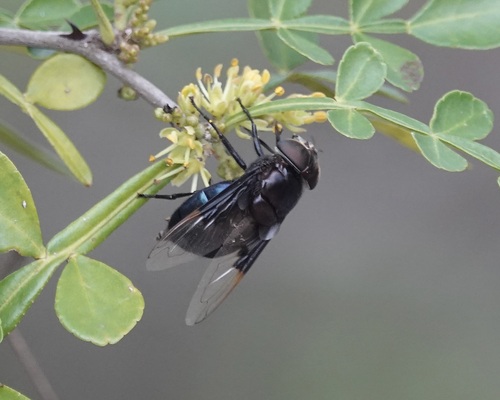 Unknown species found near San Patricio County, TX, USA