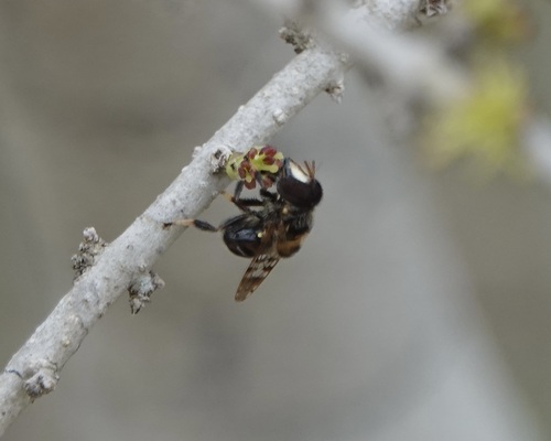 Unknown species found near San Patricio County, TX, USA