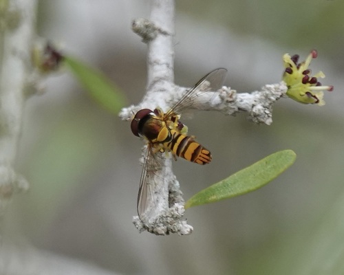 Unknown species found near San Patricio County, TX, USA