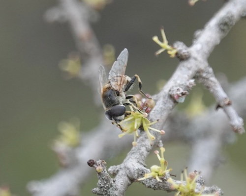 Unknown species found near San Patricio County, TX, USA