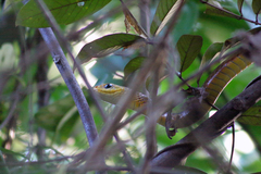 Chironius spixii
