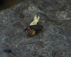 Pyractonema