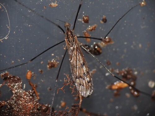 Unknown species found near Monmouth County, US-NJ, US