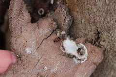 Horvathiolus superbus