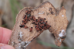 Horvathiolus superbus