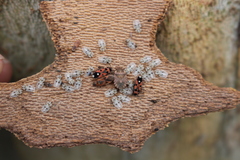 Horvathiolus superbus