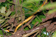 Chironius spixii