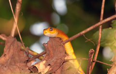 Chironius spixii
