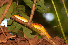 Chironius spixii