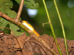 Chironius spixii