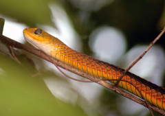 Chironius spixii