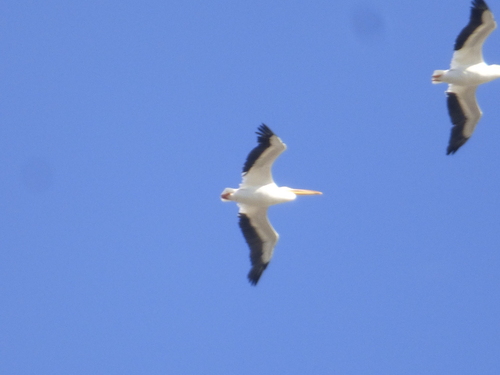 American White Pelican photographed in Arkansas