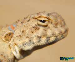 Phrynocephalus persicus