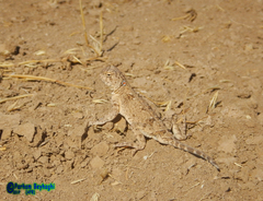 Phrynocephalus persicus