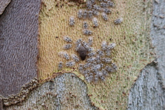 Sciocoris sideritidis