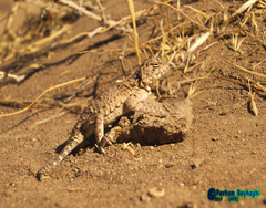 Phrynocephalus persicus
