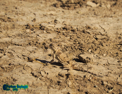 Phrynocephalus persicus