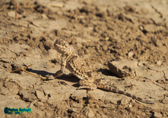 Phrynocephalus persicus