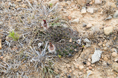 Lobivia cinnabarina