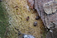 Horvathiolus superbus