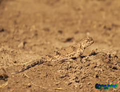 Phrynocephalus persicus