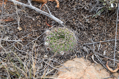 Lobivia cinnabarina