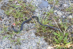 Atractus elaps