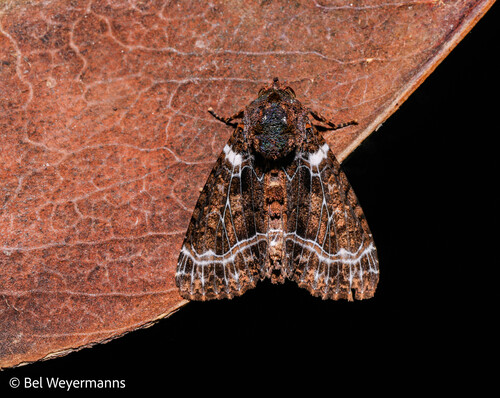 Cropia phila