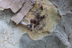 Sciocoris sideritidis