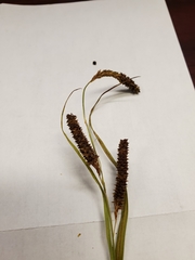 Carex shortiana