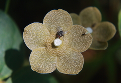Matelea velutina