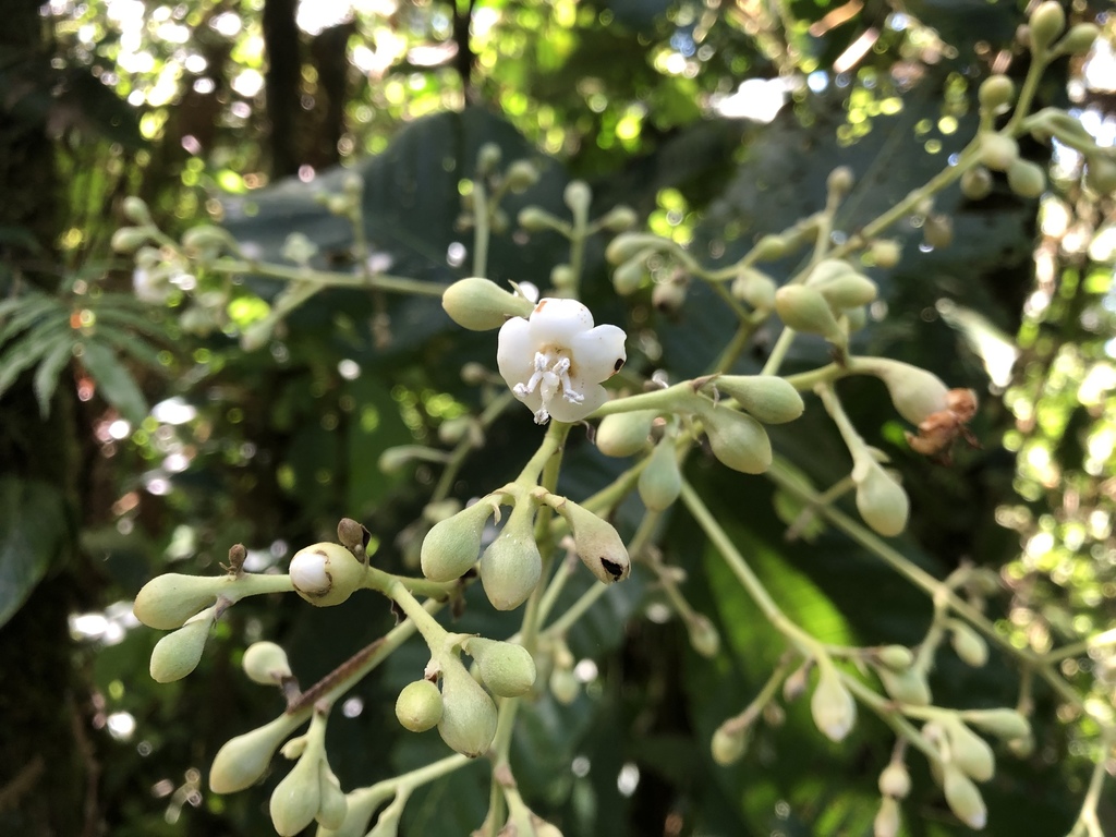 Schizocalyx veraguensis