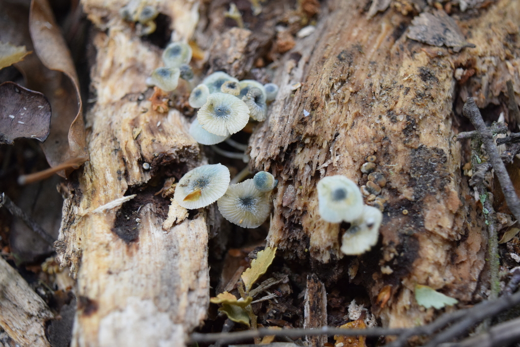 Mycena interrupta · November 2025 · photo: © davidwhyte (iNaturalist, cc-by-sa)
