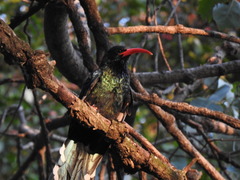 Phoeniculus purpureus angolensis