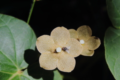 Matelea velutina