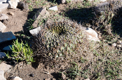 Lobivia cinnabarina