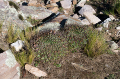 Lobivia cinnabarina