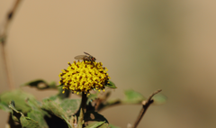 Phthiria chilena