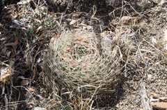 Lobivia cinnabarina