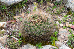 Lobivia cinnabarina