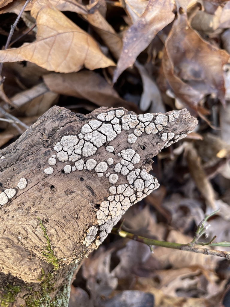 Xylobolus frustulatus · November 2025 · photo: © nathaniel_i (iNaturalist, cc0)