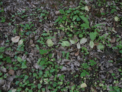 Dog's-tooth-violet