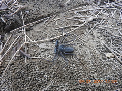 Paraphrynus mexicanus