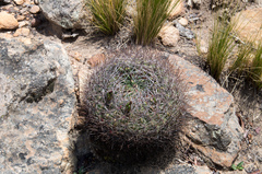 Lobivia cinnabarina