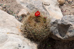 Lobivia cinnabarina