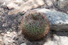 Lobivia cinnabarina