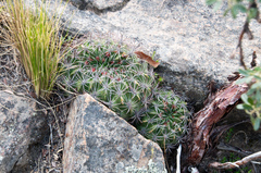 Lobivia cinnabarina