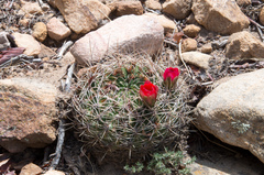 Lobivia cinnabarina