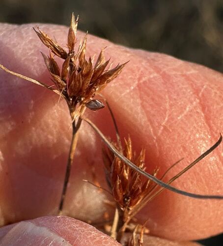 Rhynchospora filifolia, 2025-11-28